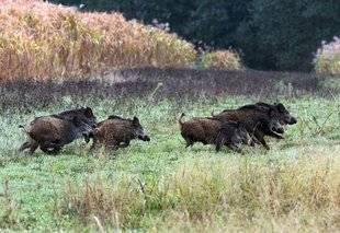 La Revue Nationale de La Chasse 865 Notre bête noire