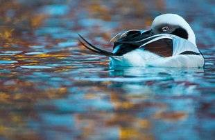 La Revue Nationale de La Chasse 865 Wildlife Photographer of the Year