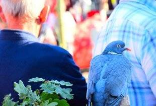 La Revue Nationale de La Chasse 865 Palombe en fête