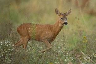 La Revue Nationale de La Chasse 865 Confusion des genres