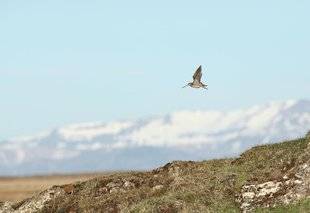 La Revue Nationale de La Chasse 865 Impact des dérèglements climatiques sur les oiseaux et leurs mœurs
