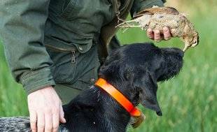 La Revue Nationale de La Chasse 865 Bécasses d'octobre qui sont-elles ?