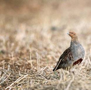 La Revue Nationale de La Chasse 865 Quelle est la meilleure dans l'assiette ?