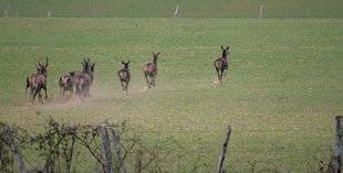 La Revue Nationale de La Chasse 865 Traque au cerf aux portes du Morvan