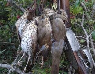 La Revue Nationale de La Chasse 865 Grives en Tunisie avec Samir Hanchi, de Tunisie Chasse Passion