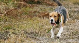 La Revue Nationale de La Chasse 865 Colliers de dressage et repérage des chiens