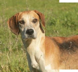 La Revue Nationale de La Chasse 865 Un “hound” pur jus