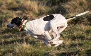 La Revue Nationale de La Chasse 865 Le chien chasse qui bon lui semble