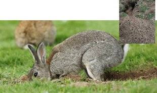 La Revue Nationale de La Chasse 866 Les logements du lapin