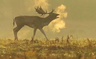 La Revue Nationale de La Chasse 866 Les mois du raire chez le daim