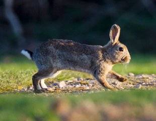 La Revue Nationale de La Chasse 866 Le lapin peut-il revenir ?