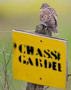 La Revue Nationale de La Chasse 866 Tourterelle des bois 18 000 et c'est fini...