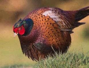 La Revue Nationale de La Chasse 866 Les faisans victimes de malfaisants