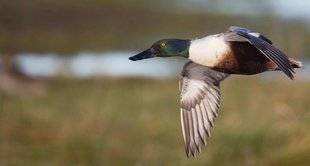 La Revue Nationale de La Chasse 866 Le souchet