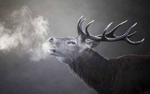 La Revue Nationale de La Chasse 866 Un fil d'actu au son du brame
