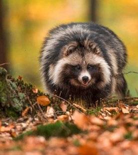 La Revue Nationale de La Chasse 866 Le chien viverrin