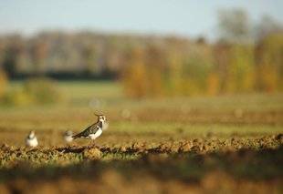 La Revue Nationale de La Chasse 866 Vanneau de novembre