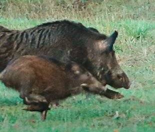 La Revue Nationale de La Chasse 867 Peste porcine africaine