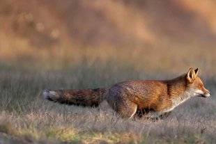 La Revue Nationale de La Chasse 867 Le Renard