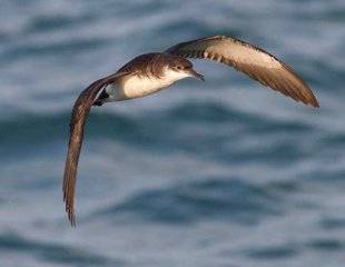 La Revue Nationale de La Chasse 867 Le puffin des anglais