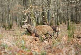 La Revue Nationale de La Chasse 867 Une autre voie