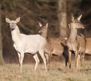 La Revue Nationale de La Chasse 867 Blanchi sous le harpail