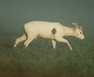 La Revue Nationale de La Chasse 867 Dans le mille !