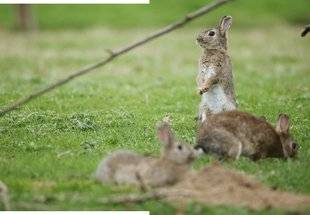 La Revue Nationale de La Chasse 867 Le lapin pourrait-il revenir ?