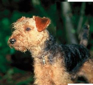 La Revue Nationale de La Chasse 867 ! Un chien sob ritish