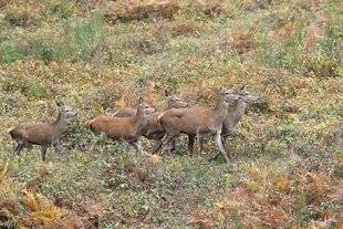 La Revue Nationale de La Chasse 868 Pouvoir tirer dans la battue, évolution ou hérésie ?