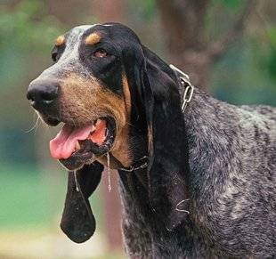 La Revue Nationale de La Chasse 868 Une gorge de chanteur gascon !