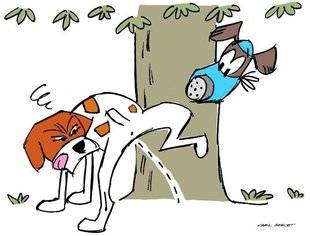 La Revue Nationale de La Chasse 868 Faut-il craindre l'hyperplasie bénigne de la prostate ?