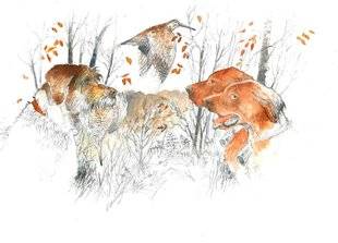 La Revue Nationale de La Chasse 868 Nos chiens bécassiers