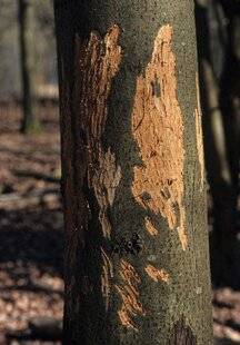 La Revue Nationale de La Chasse 923 Chasse en forêts domaniales : le grand accord