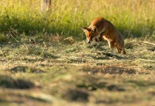 La Revue Nationale de La Chasse 923 Fauches tardives