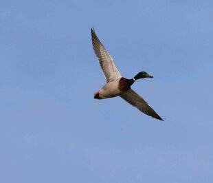 La Revue Nationale de La Chasse 923 La lutte contre les moustiques affecte-t-elle les canards ?
