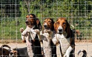 La Revue Nationale de La Chasse 923 Chenils et chiens de chasse, quelles sont les règles ?