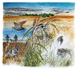 La Revue Nationale de La Chasse 923 L'ouverture de la chasse à la caille des blés