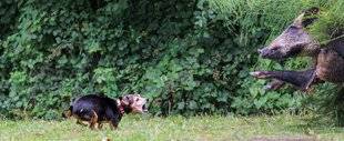 La Revue Nationale de La Chasse 923 Les chiens en majesté