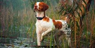 La Revue Nationale de La Chasse 923 Distances extrêmes