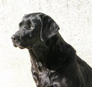 La Revue Nationale de La Chasse 923 Le retriever du Labrador