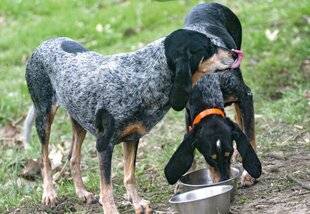 La Revue Nationale de La Chasse 923 Bien nourrir son chien