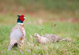 La Revue Nationale de La Chasse 932 Un coq en pâte