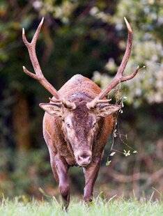 La Revue Nationale de La Chasse 932 Un trimestre en plus ?