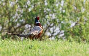 La Revue Nationale de La Chasse 932 Les GIC faisan : ça marche partout en France !