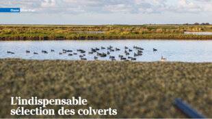 La Revue Nationale de La Chasse 932 L'indispensable sélection des colverts