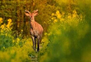 La Revue Nationale de La Chasse 932 Nouvelle tête