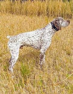 La Revue Nationale de La Chasse 932 Palmarès hors norme