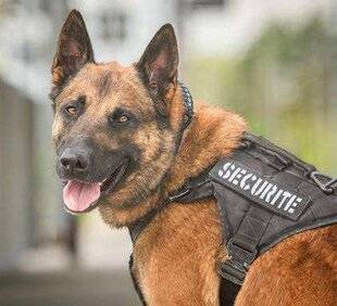 La Revue Nationale de La Chasse 932 Chiens héros