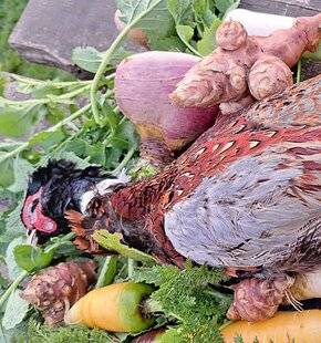 La Revue Nationale de La Chasse 932 Faisan et légumes-racines braisés au brasero